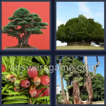 4 Fotos 1 Palabra 4 letras TEJO