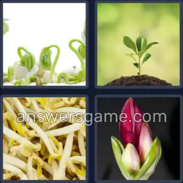 4 Fotos 1 Palabra 5 letras BROTE