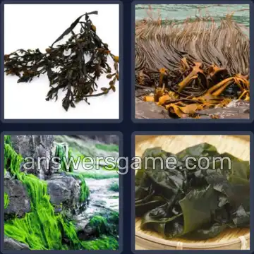 4 Fotos 1 Palabra 5 letras ALGAS