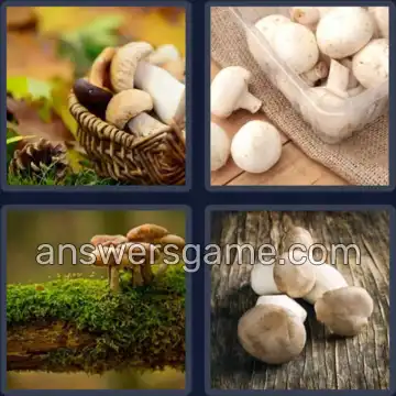 4 Fotos 1 Palabra 5 letras HONGO