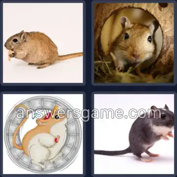 4 Fotos 1 Palabra 5 letras JERBO