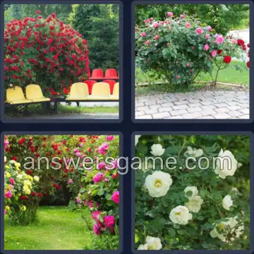 4 Fotos 1 Palabra 5 letras ROSAL