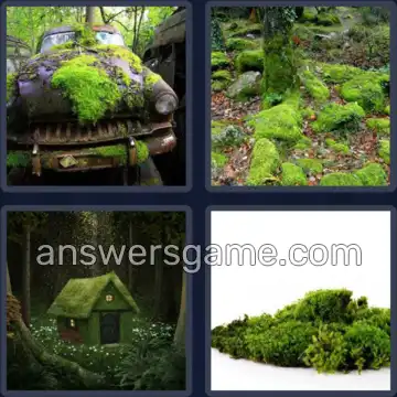 4 Fotos 1 Palabra 5 letras MUSGO