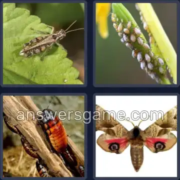 4 Fotos 1 Palabra 5 letras PLAGA