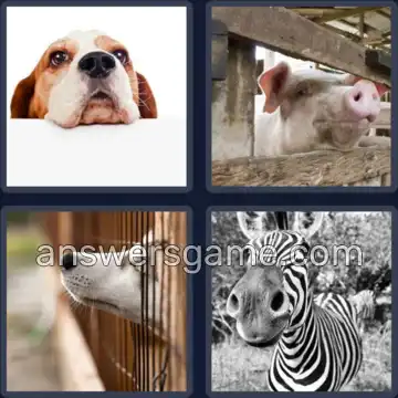 4 Fotos 1 Palabra 6 letras HOCICO