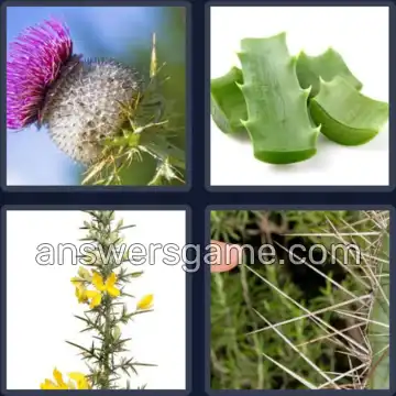 4 Fotos 1 Palabra 7 letras ESPINAS