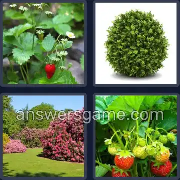 4 Fotos 1 Palabra 7 letras ARBUSTO