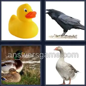 4 Fotos 1 Palabra 8 letras GRAZNIDO