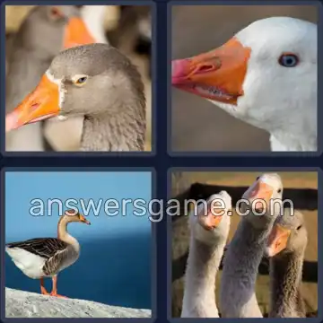 4 Images 1 Mot 4 lettres JARS