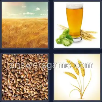 4 Images 1 Mot 4 lettres ORGE