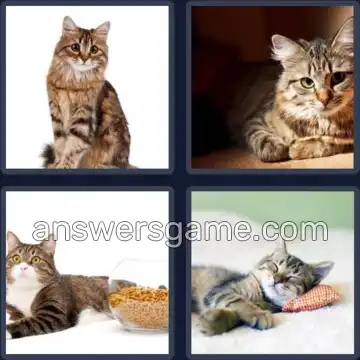 4 Images 1 Mot 5 lettres TIGRE