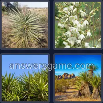 4 Images 1 Mot 5 lettres YUCCA