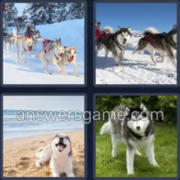 4 Images 1 Mot 5 lettres HUSKY