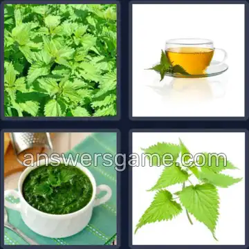 4 Images 1 Mot 5 lettres ORTIE