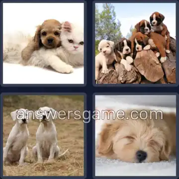 4 Images 1 Mot 5 lettres CHIOT