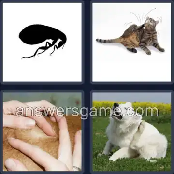 4 Images 1 Mot 5 lettres PUCES