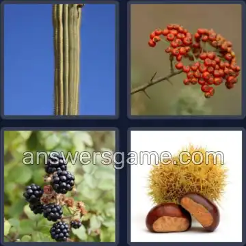 4 Images 1 Mot 5 lettres EPINE