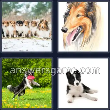 4 Images 1 Mot 6 lettres COLLEY