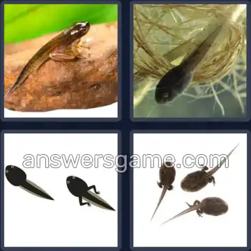 4 Images 1 Mot 6 lettres TETARD