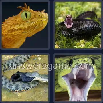 4 Images 1 Mot 6 lettres VIPERE