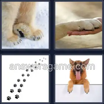 4 Images 1 Mot 6 lettres PATTES