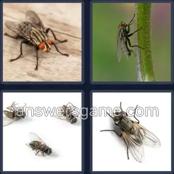 4 Images 1 Mot 6 lettres MOUCHE