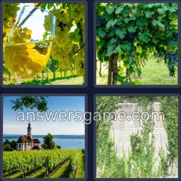 4 Images 1 Mot 6 lettres VIGNES