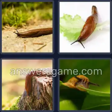 4 Images 1 Mot 6 lettres LIMACE