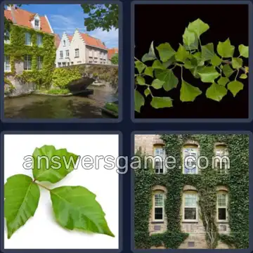 4 Images 1 Mot 6 lettres LIERRE