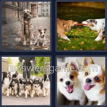 4 Images 1 Mot 6 lettres CHIENS