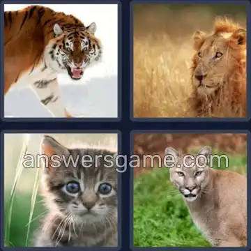 4 Images 1 Mot 6 lettres FELINS