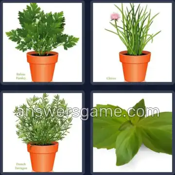 4 Images 1 Mot 6 lettres HERBES