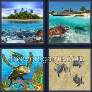 4 Images 1 Mot 6 lettres TORTUE