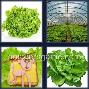 4 Images 1 Mot 6 lettres LAITUE