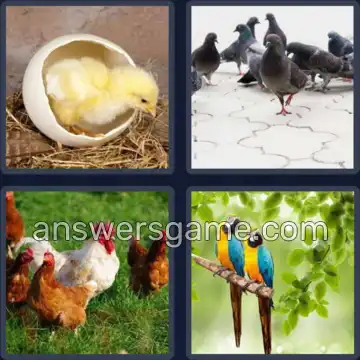 4 Images 1 Mot 6 lettres OISEAU