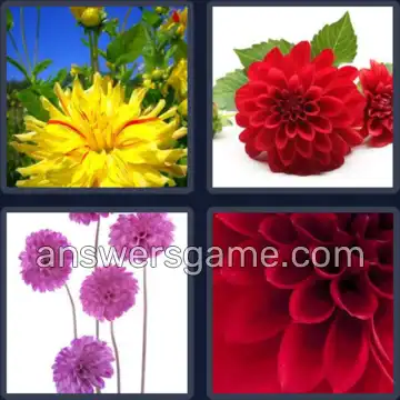 4 Images 1 Mot 6 lettres DAHLIA