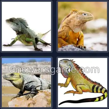 4 Images 1 Mot 6 lettres IGUANE