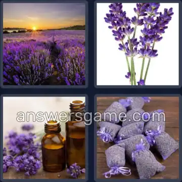 4 Images 1 Mot 7 lettres LAVANDE