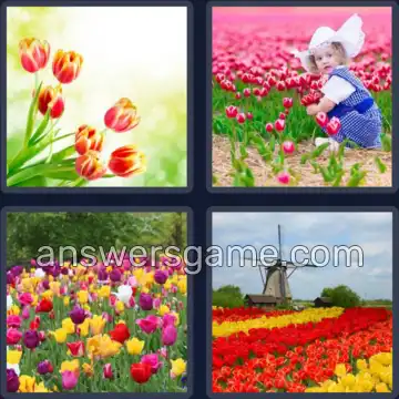 4 Images 1 Mot 7 lettres TULIPES