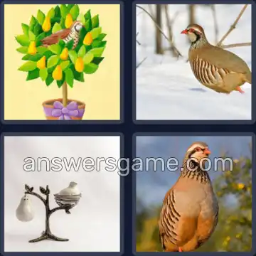 4 Images 1 Mot 7 lettres PERDRIX