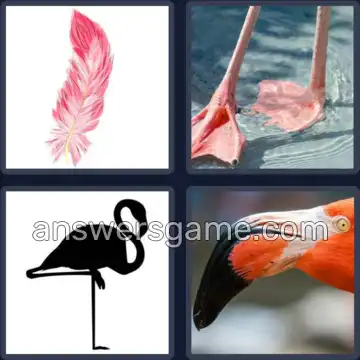 4 Images 1 Mot 7 lettres FLAMANT