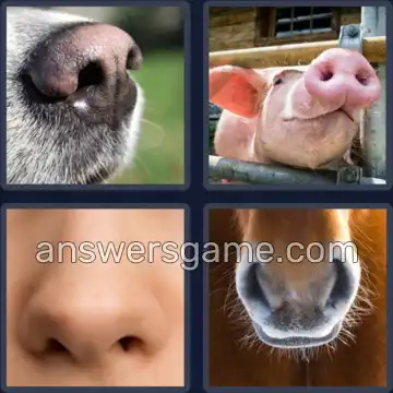 4 Images 1 Mot 7 lettres NARINES