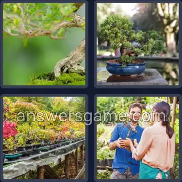 4 Images 1 Mot 7 lettres BONSAIS