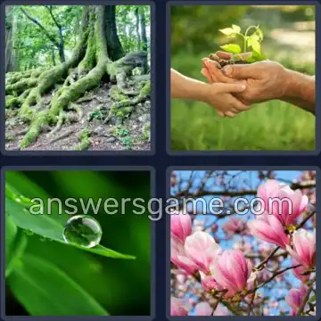 4 Images 1 Mot 7 lettres PLANTES