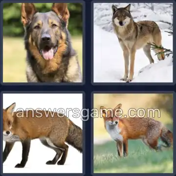 4 Images 1 Mot 7 lettres CANIDES