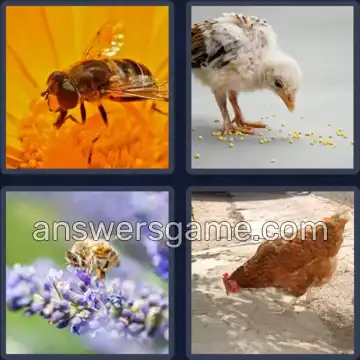 4 Images 1 Mot 7 lettres PICOTER