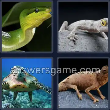 4 Images 1 Mot 7 lettres REPTILE