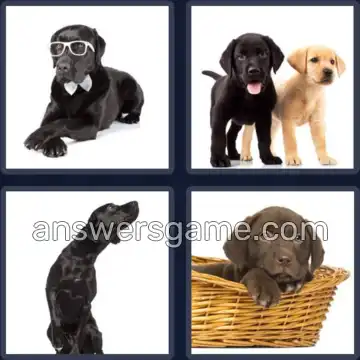 4 Images 1 Mot 8 lettres LABRADOR