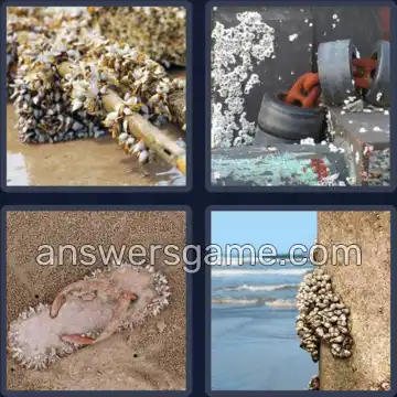 4 Images 1 Mot 8 lettres BERNACLE