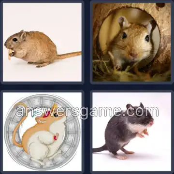 4 Images 1 Mot 8 lettres GERBILLE